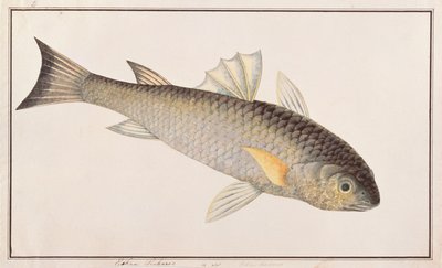 Grey Mullet, from Drawings of Fishes from Malacca, c.1805-18 by Chinese School